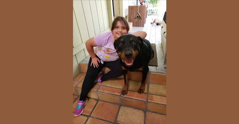 Photo of Bear, a Rottweiler and Mixed mix in El Sobrante, California, USA