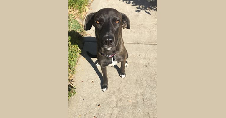Blue lacy catahoula mix clearance