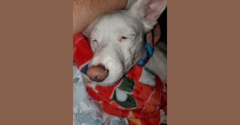 Cooper, a Chihuahua and Shih Tzu mix tested with EmbarkVet.com