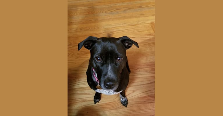 Chloe, an American Pit Bull Terrier and Australian Cattle Dog mix tested with EmbarkVet.com