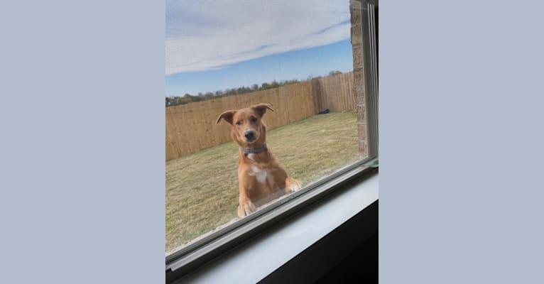 Photo of Sparky, an Australian Cattle Dog, Treeing Walker Coonhound, and Mixed mix in Bentonville, Arkansas, USA