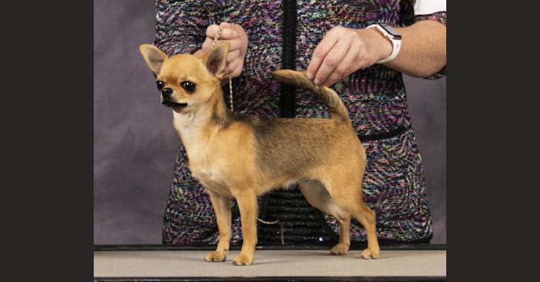 Effie, a Chihuahua tested with EmbarkVet.com