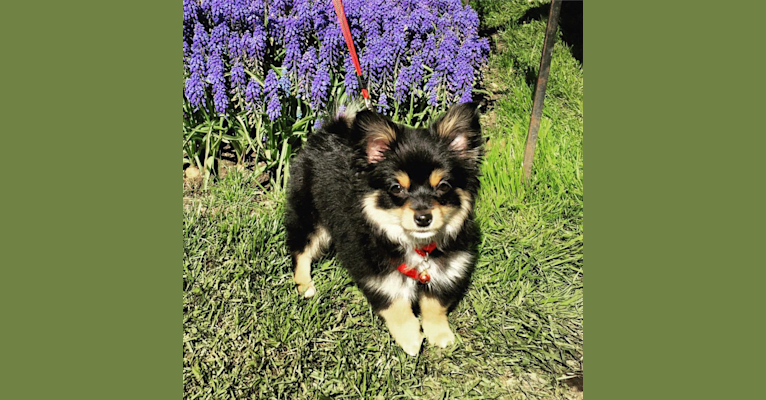 Kovu, a Pomeranian and Chihuahua mix tested with EmbarkVet.com