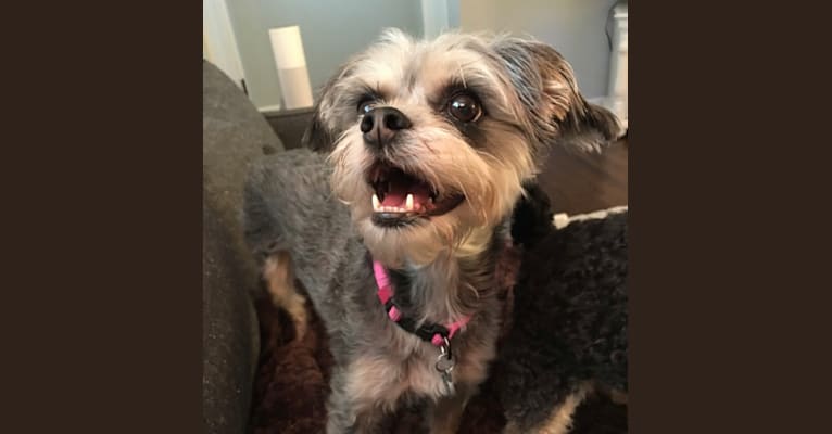 Jack russell brussels griffon mix top