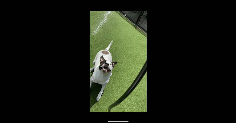 Dozer, an American Pit Bull Terrier and American Staffordshire Terrier mix tested with EmbarkVet.com