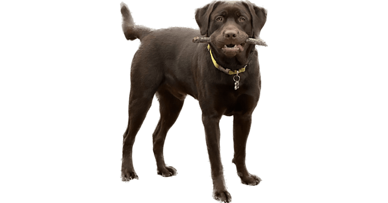 Rocco, a Labrador Retriever tested with EmbarkVet.com