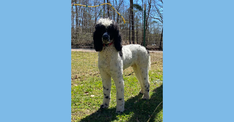 Photo of Rocco, a Poodle  in Nashville, Tennessee, USA