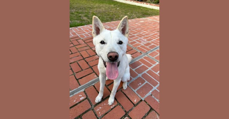 Zeke, a Japanese or Korean Village Dog tested with EmbarkVet.com