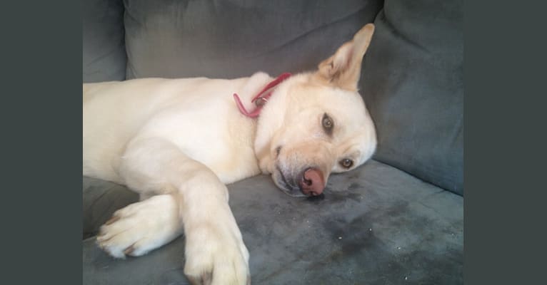Belle, an Akita and Labrador Retriever mix tested with EmbarkVet.com