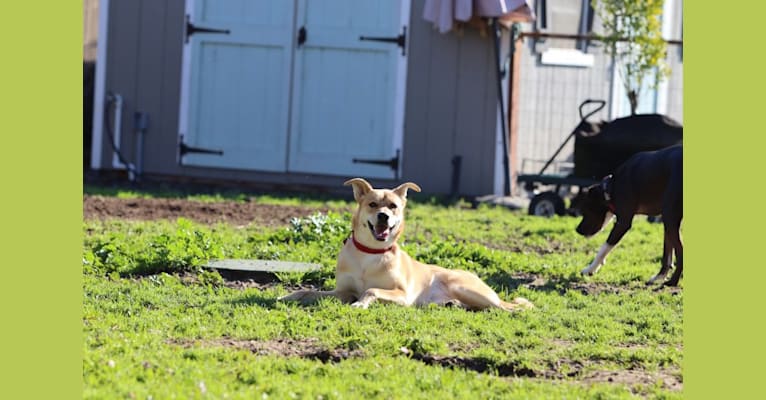 Photo of Ellie, a German Shepherd Dog, American Pit Bull Terrier, and Great Pyrenees mix in Modesto, California, USA