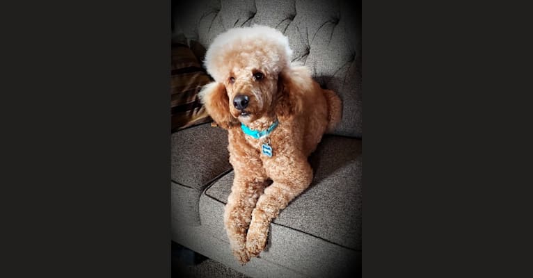Photo of TEAGEN, a Poodle  in Oz Cockapoos And Doodles, West Hopewell Road, Holton, IN, USA