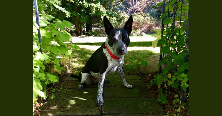 Pedals, an American Bully and Australian Cattle Dog mix tested with EmbarkVet.com