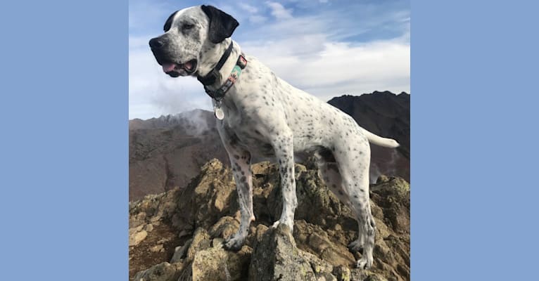 American bulldog and pointer mix sales