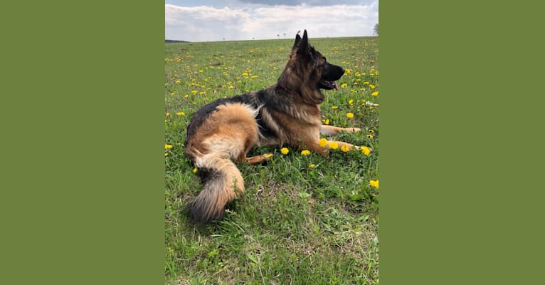Cora Spirit Wolf, a German Shepherd Dog tested with EmbarkVet.com
