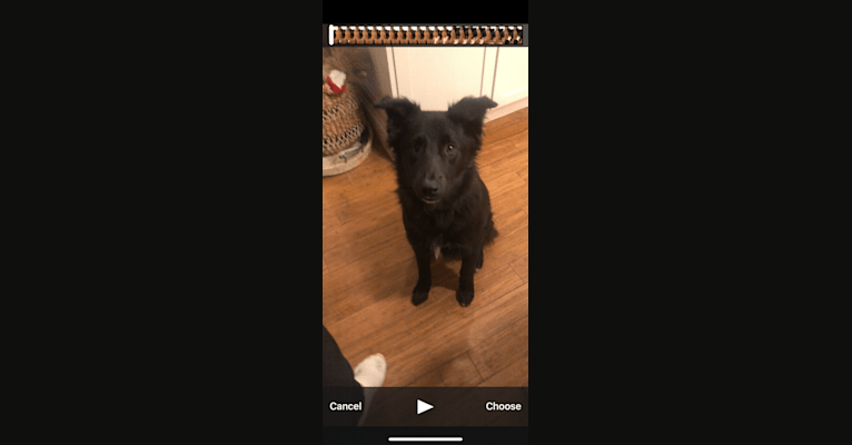 Photo of Kenny, a German Shepherd Dog, American Pit Bull Terrier, Mountain Cur, Labrador Retriever, Australian Cattle Dog, and Mixed mix in Waltham, Massachusetts, USA