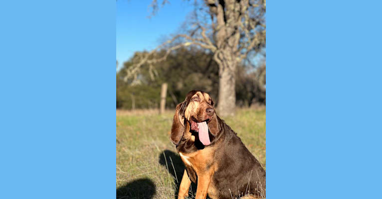 Photo of Willow Viduya, a Bloodhound  in Clear Lake, California, USA