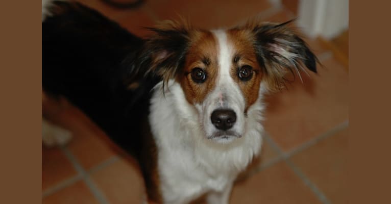 Photo of Turbo, an English Setter, Brittany, Yorkshire Terrier, and Mixed mix in Castellbisbal, Spain