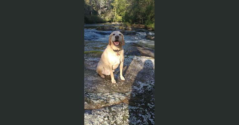 Jett, a Labrador Retriever and American Pit Bull Terrier mix tested with EmbarkVet.com