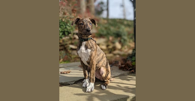 Mountain cur top boxer mix