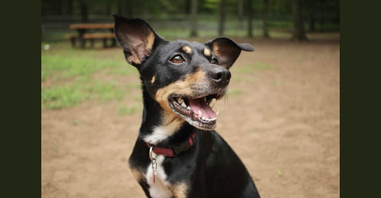 Photo of Remy, a Rat Terrier, Australian Cattle Dog, Dachshund, and Mixed mix in Morton Grove, IL, USA