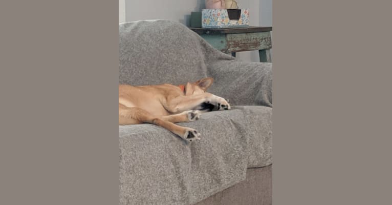 Lola, a Siberian Husky and Rat Terrier mix tested with EmbarkVet.com