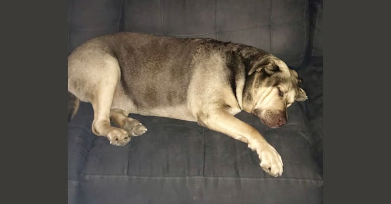 Otis, an American Pit Bull Terrier and Labrador Retriever mix tested with EmbarkVet.com