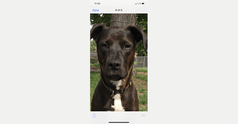 Photo of Axel, a Staffordshire Terrier, Rottweiler, and German Shepherd Dog mix in Metro Detroit, MI, USA