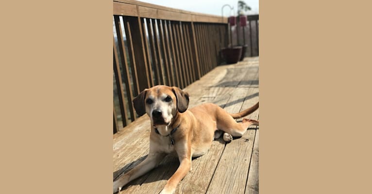 Photo of Prince, an American Pit Bull Terrier, Redbone Coonhound, Beagle, Great Pyrenees, and Mixed mix in Sweetwater, Tennessee, USA