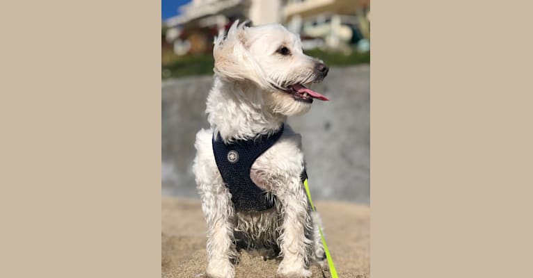 Tiffy, a Poodle (Small) and Miniature Schnauzer mix tested with EmbarkVet.com