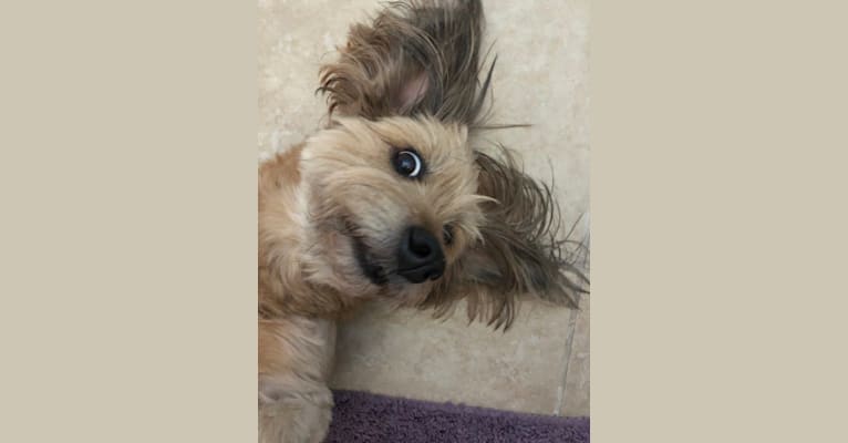 Photo of Honey, a Chihuahua, American Pit Bull Terrier, Poodle (Small), Miniature Pinscher, and Mixed mix in California, USA