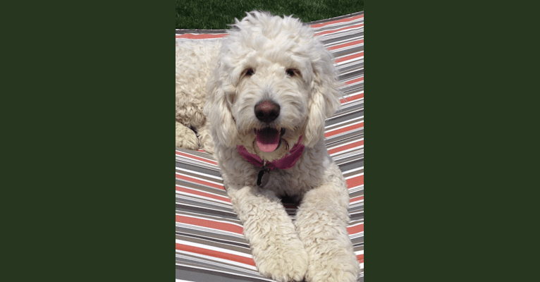 Snickers, a Goldendoodle tested with EmbarkVet.com