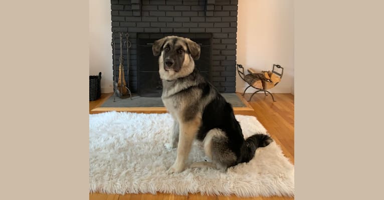 Photo of Archie, a German Shepherd Dog, Great Pyrenees, and Mixed mix in Stamford, Connecticut, USA
