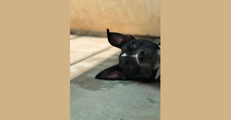Mickey, an American Bully tested with EmbarkVet.com