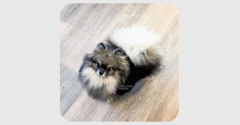 Chaz, a Pomeranian tested with EmbarkVet.com
