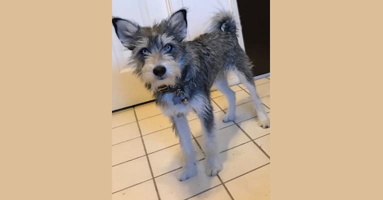Siberian husky top schnauzer mix