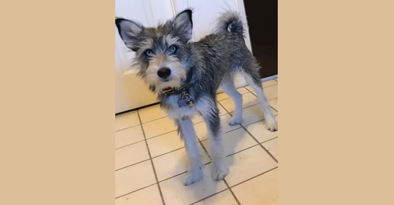 Finn, a Miniature Schnauzer and Siberian Husky mix tested with EmbarkVet.com