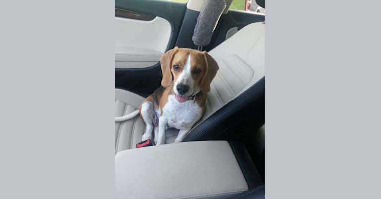 Chester, a Beagle tested with EmbarkVet.com