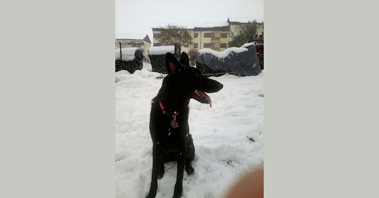 Photo of Roxy, a German Shepherd Dog  in South Dakota, USA