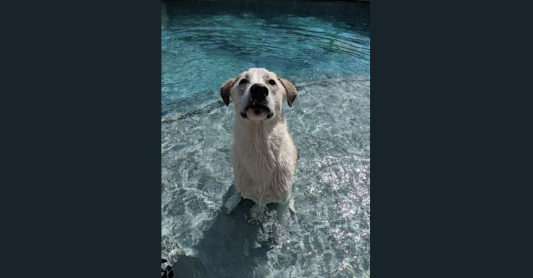 Photo of Juno, a Labrador Retriever, Siberian Husky, and American Bulldog mix