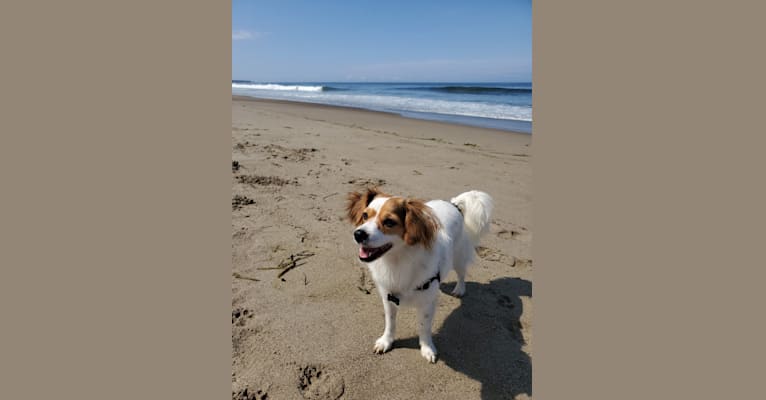 Photo of Pepper, a Rat Terrier, Chihuahua, Poodle (Small), and Mixed mix in Porterville, CA, USA