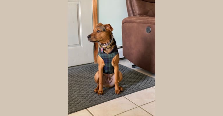 Waylon, an American Pit Bull Terrier (7.9% unresolved) tested with EmbarkVet.com
