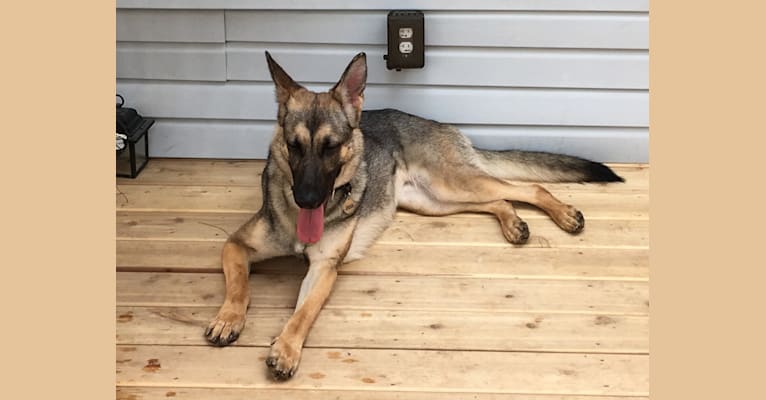 Jessie, a German Shepherd Dog tested with EmbarkVet.com