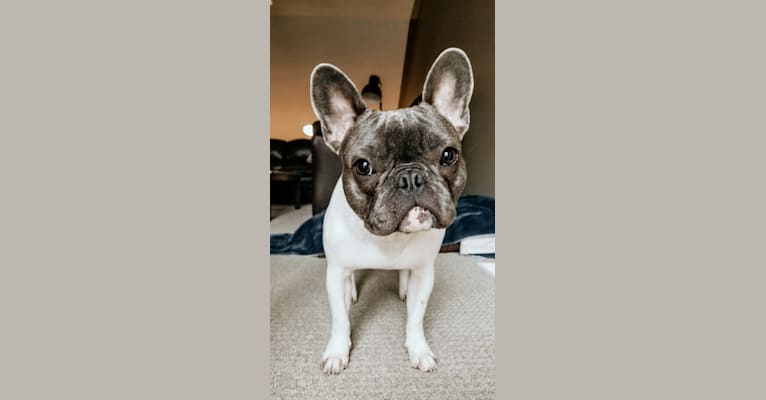 Duke, a French Bulldog tested with EmbarkVet.com