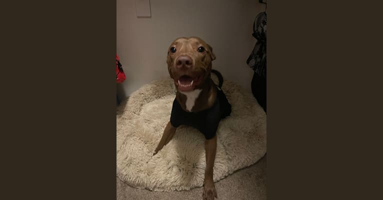 Juniper, an American Pit Bull Terrier and German Shepherd Dog mix tested with EmbarkVet.com