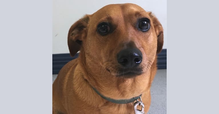 Ruby Reid, a Dachshund and Chihuahua mix tested with EmbarkVet.com