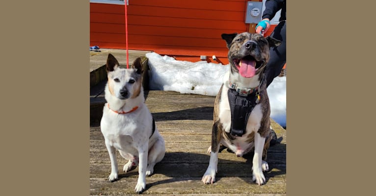 Photo of Latke, an American Pit Bull Terrier, Australian Cattle Dog, and Chinese Shar-Pei mix in Pearland, Texas, USA