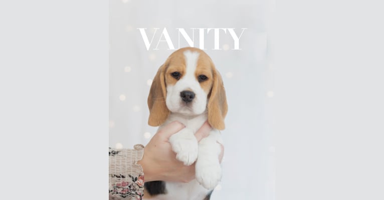 Vanity, a Beagle tested with EmbarkVet.com