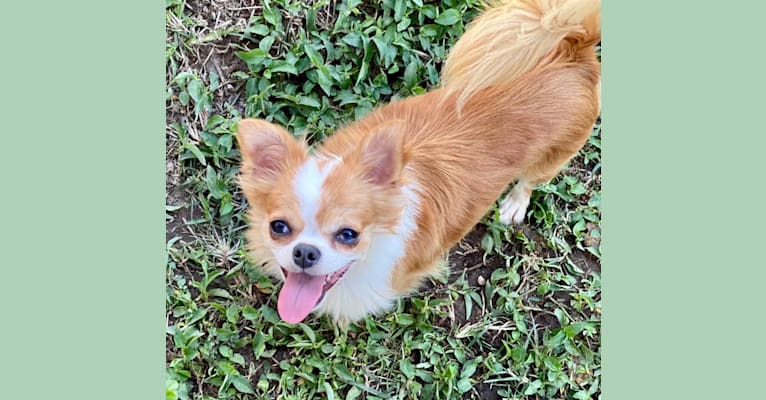 Photo of Celine, a Chihuahua 