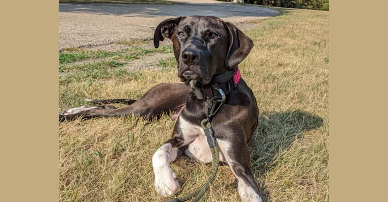 Oakley, an American Pit Bull Terrier and Great Pyrenees mix tested with EmbarkVet.com