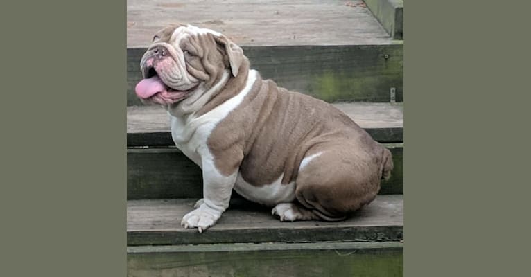 Boss, a Bulldog tested with EmbarkVet.com